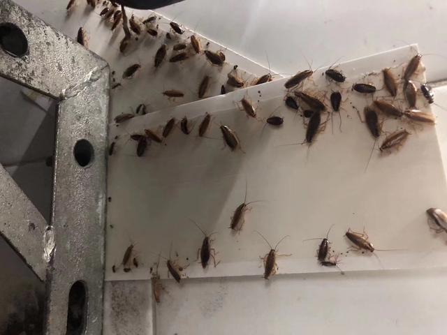 家庭使用滅蟑螂藥物的方法是什么？