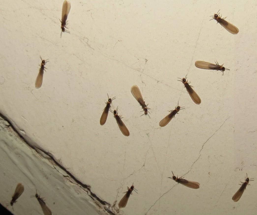 有害生物防治是什么意思？