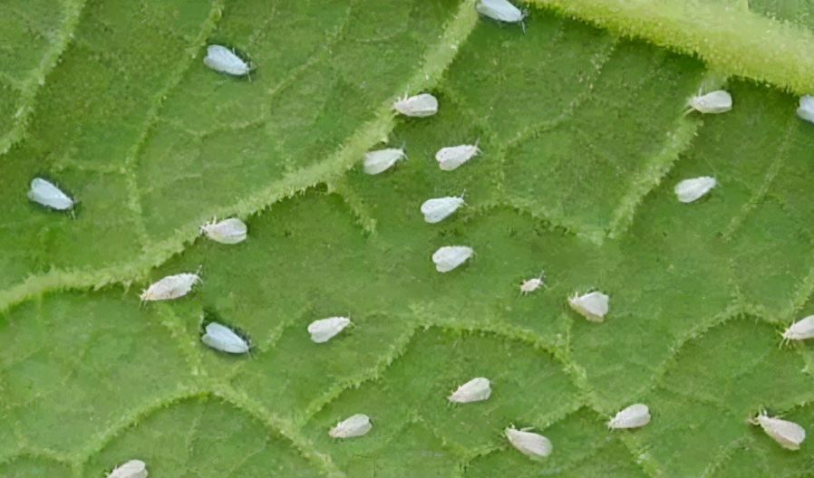 白粉虱最怕什么？