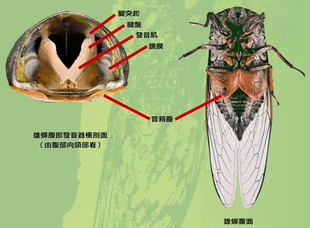 為什么天越熱，蟬叫得越厲害？