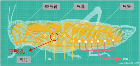 為什么蟑螂碰到洗發(fā)水會當(dāng)場死亡？
