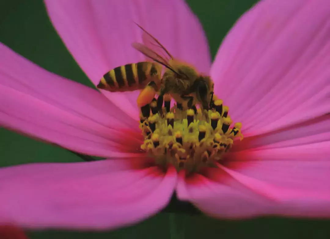如何區(qū)分黃蜂、蜜蜂、馬蜂、胡蜂……各種蜂？