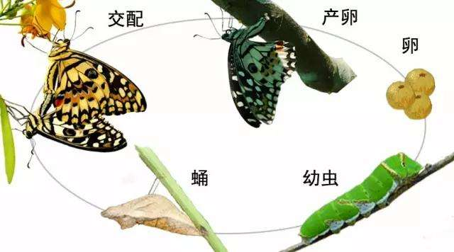 什么是全變態(tài)類？